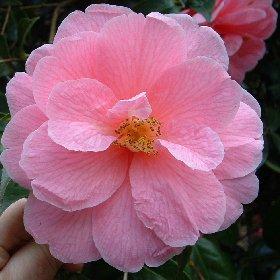 Camellia Donation