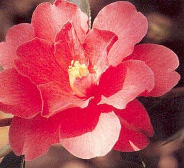 Camellia Freedom Bell — photo 1
