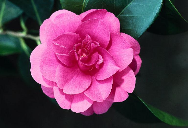 Camellia Grandiflora Rosea — photo 1