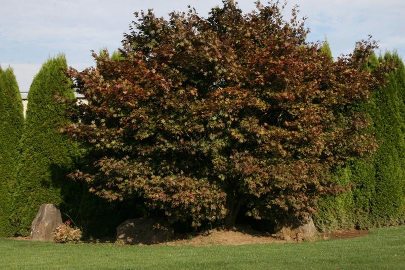 Acer palmatum 'Bloodgood' — photo 1