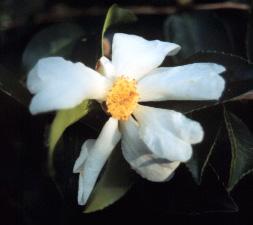 Camellia Lu Shan Snow — photo 1