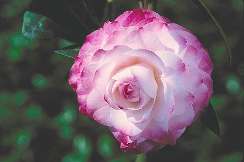 Camellia Nuccios Pearl — photo 1