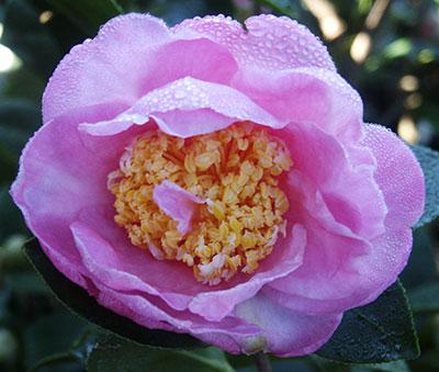 Camellia Pink Icicle — photo 1