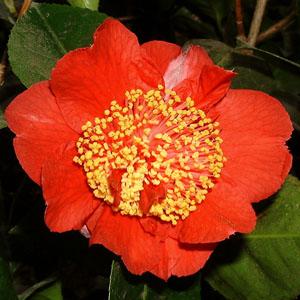 Camellia Rendezvous