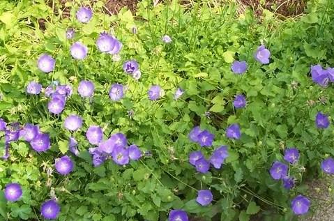 Campanula Bavaria Blue — photo 1