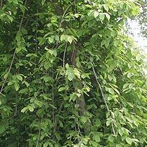 Carpinus betulus Pendula — photo 1