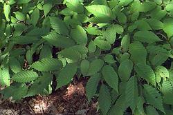 Carpinus caroliniana — photo 1