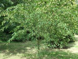 Carpinus japonica — photo 1