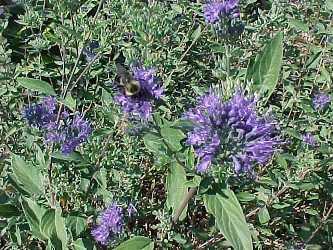 Caryopteris Longwood Blue