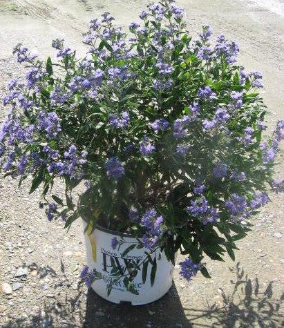 Caryopteris Petit Bleu