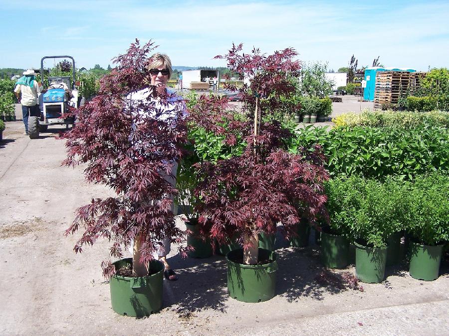 Acer palmatum 'Burgundy Lace'