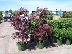 Acer palmatum 'Burgundy Lace' — photo 1