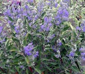 Caryopteris x clandonensis 'Dark Knight'