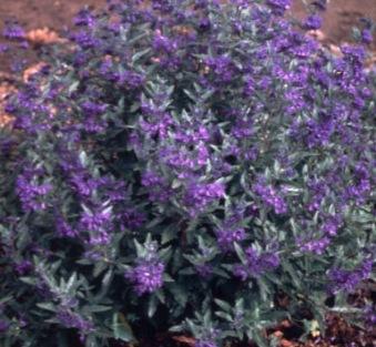 Caryopteris x clandonensis First Choice — photo 1