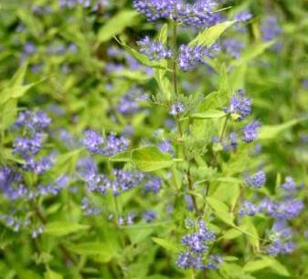 Caryopteris x clandonensis Worcester Gold