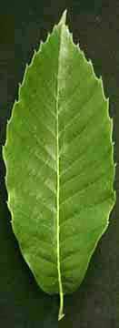 Castanea mollissima — photo 1