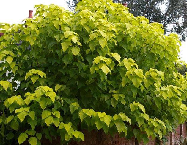 Catalpa bignonioides 'Aurea' — photo 1