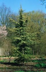 Cedrus atlantica Aurea — photo 1