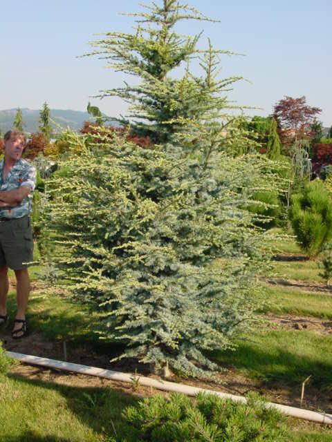 Cedrus atlantica 'Fastigiata' — photo 1