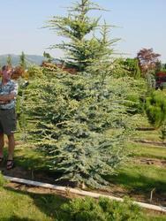 Cedrus atlantica 'Fastigiata' — photo 1