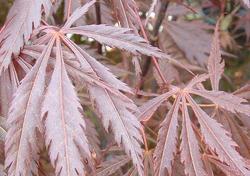 Acer palmatum 'Burgundy Lace' — photo 2