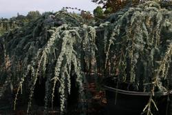 Cedrus atlantica 'Glauca Pendula' — photo 1