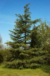 Cedrus deodara — photo 1