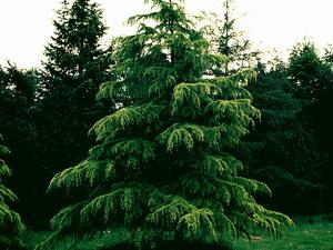 Cedrus deodara Aurea — photo 1