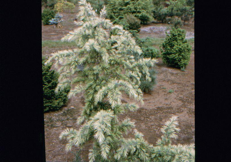 Cedrus deodara Deep Cove — photo 1