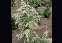 Cedrus deodara Deep Cove — photo 1