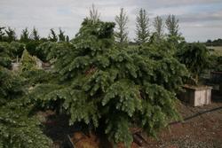Cedrus deodara Divinely Blue — photo 1