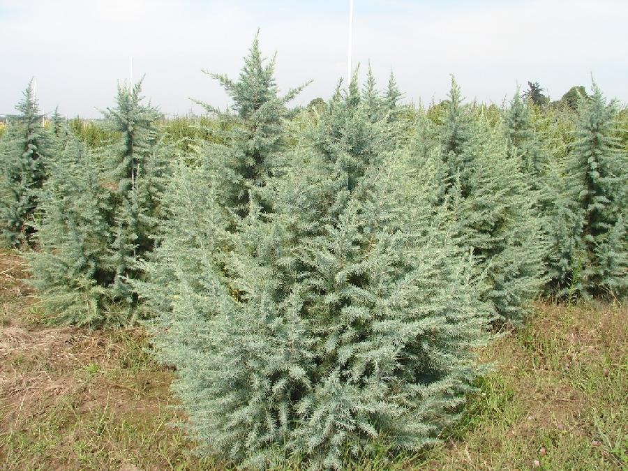 Cedrus deodara Electra — photo 1