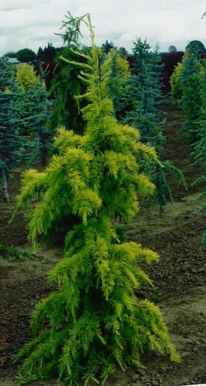 Cedrus deodara Gold Cone — photo 1
