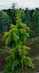 Cedrus deodara Gold Cone — photo 1