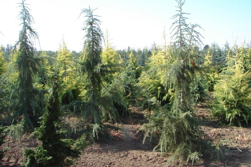 Cedrus deodara Shalimar — photo 1