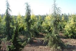 Cedrus deodara Shalimar — photo 1