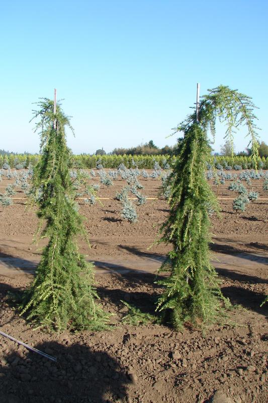 Cedrus libani 'Beacon Hill' — photo 1