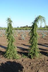 Cedrus libani 'Beacon Hill' — photo 1
