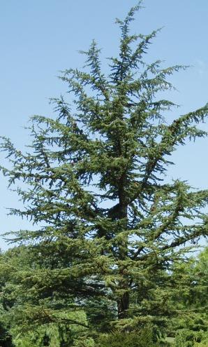 Cedrus libani Pendula — photo 1