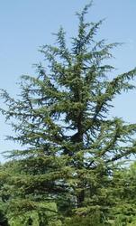Cedrus libani Pendula — photo 1