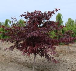 Acer palmatum 'Emperor I' — photo 1