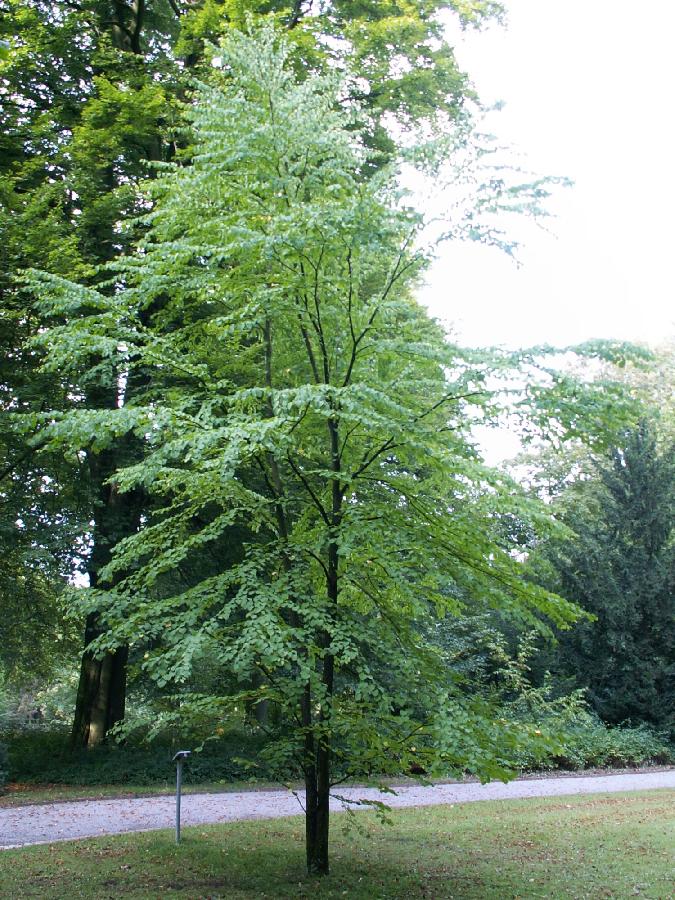 Cercidiphyllum japonica — photo 1