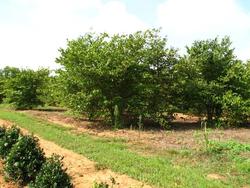 Cercis canadensis — photo 1