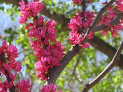 Cercis canadensis 'Appalachian Red' — photo 1
