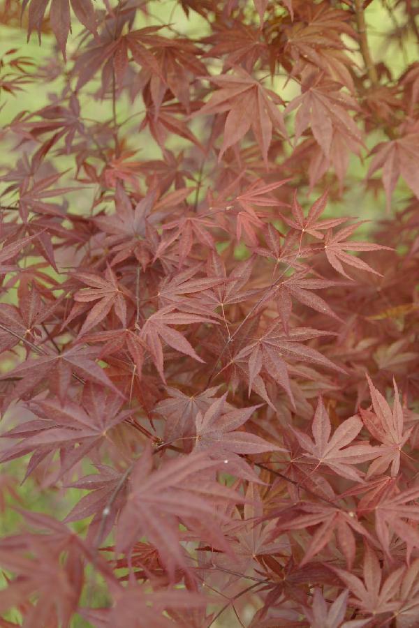 Acer palmatum 'Fire Glow' β photo 1