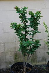 Cercis canadensis 'Little Woody' — photo 1