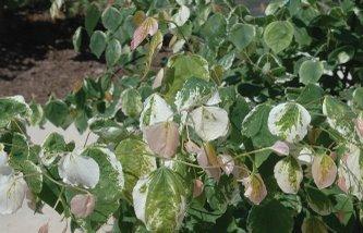 Cercis canadensis 'Silver Cloud' — photo 1