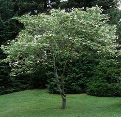 Cercis canadensis 'Silver Cloud' — photo 2