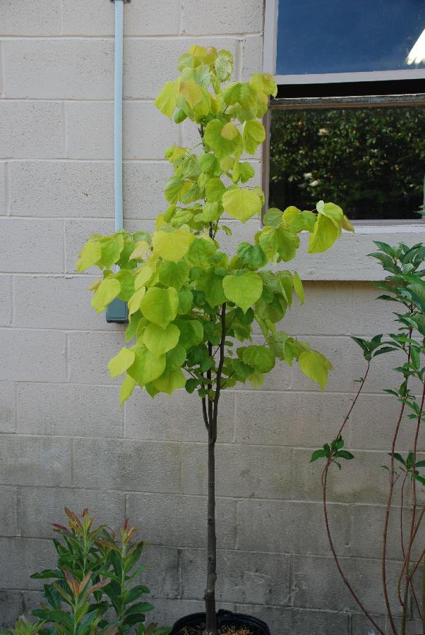 Cercis Hearts of Gold — photo 1