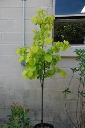 Cercis Hearts of Gold — photo 1